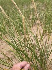 Ammophila breviligulata