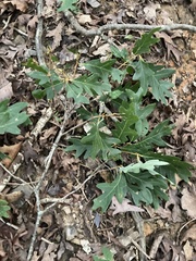 Quercus alba
