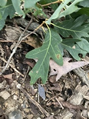 Quercus alba