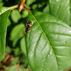 Dasysyrphus tricinctus