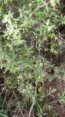 Leucopogon fasciculatus