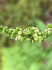 Dysphania ambrosioides