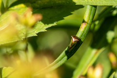 Stictocephala basalis