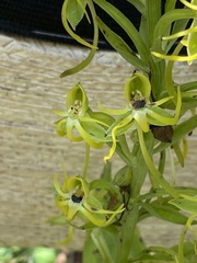 Habenaria novemfida
