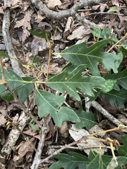 Quercus alba