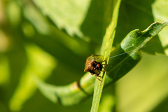 Stictocephala basalis