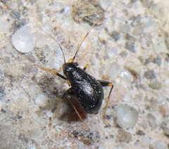 Microtechnites bractatus