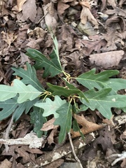 Quercus alba