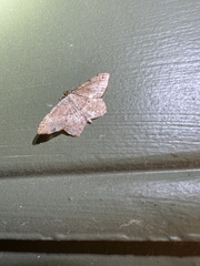 Psamatodes abydata