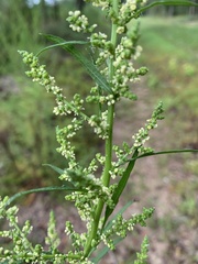 Dysphania ambrosioides