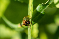 Stictocephala basalis