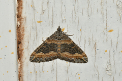 Perizoma custodiata