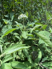 Solanum umbellatum