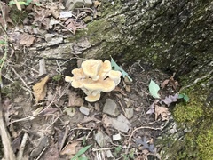 Bondarzewia berkeleyi