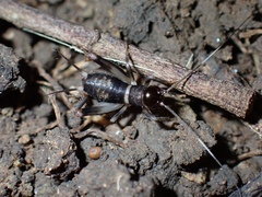 Gryllidae