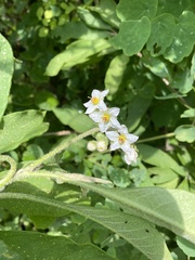 Solanum umbellatum