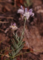 Linaria
