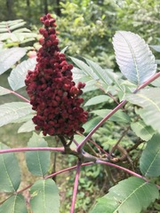 Rhus glabra