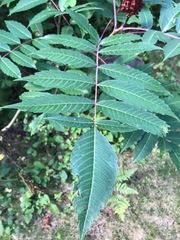 Rhus glabra