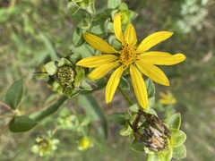 Silphium asteriscus
