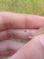 Diomus tucumanus