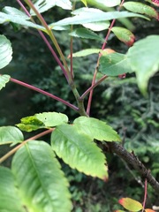Rhus glabra
