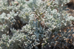 Artemisia pycnocephala