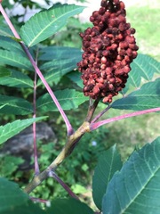Rhus glabra