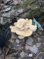 Bondarzewia berkeleyi