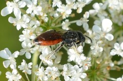 Sphecodes