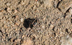 Bagrada hilaris