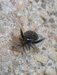 Microtechnites bractatus