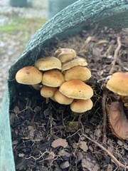 Gymnopilus luteus