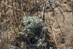 Artemisia pycnocephala