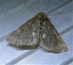 Hypena