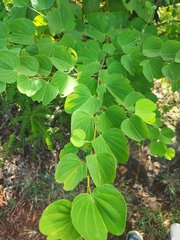 Bauhinia