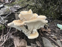 Bondarzewia berkeleyi