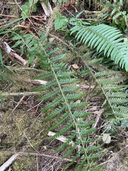 Polystichum andersonii