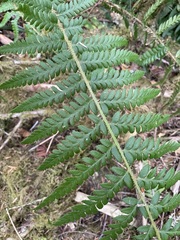 Polystichum andersonii