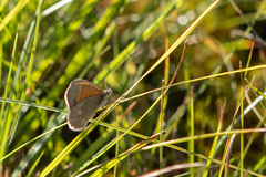 Coenonympha california