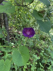 Ipomoea orizabensis orizabensis