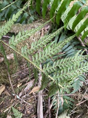 Polystichum andersonii
