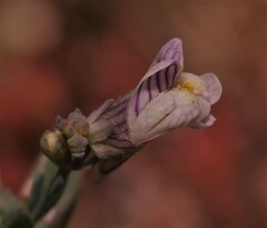 Linaria