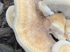 Bondarzewia berkeleyi