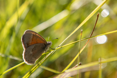 Coenonympha california