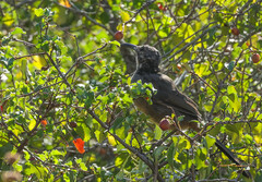 Toxostoma redivivum