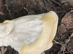 Bondarzewia berkeleyi