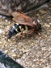 Sphecius speciosus