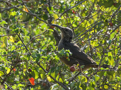 Toxostoma redivivum