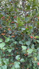 Crataegus douglasii